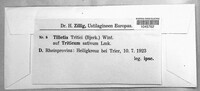 Ustilago tritici image